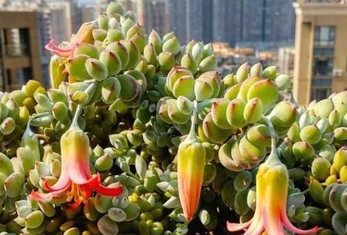 多肉开花会要命?养盆达摩福娘,做到3点,无需犯愁观花赏叶