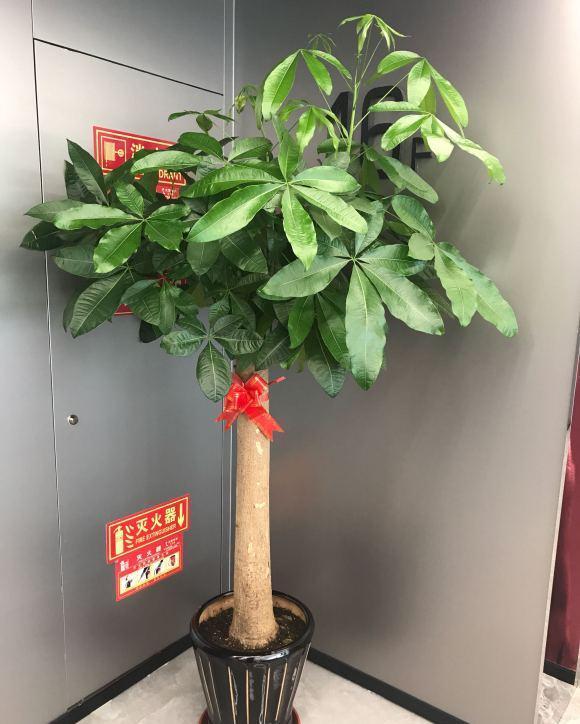 10种“吉利花”,“穷养”才能长大,越挤越壮实,越大越“旺家”