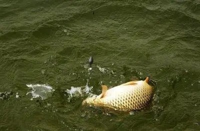 在垂钓的时候,遇到鱼走水,用这样的方法解决