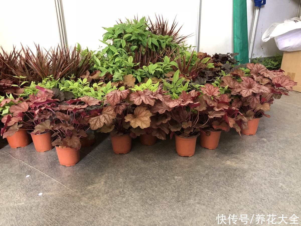 零下|矾根的叶子比花还美,好看又抗冻,零下十几度照样色彩斑斓