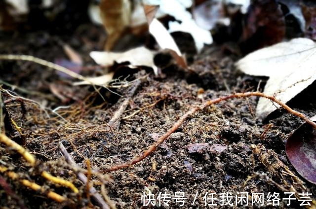 松针土的秘密,不在松针,也不在土,很多人种植兰花都用错了