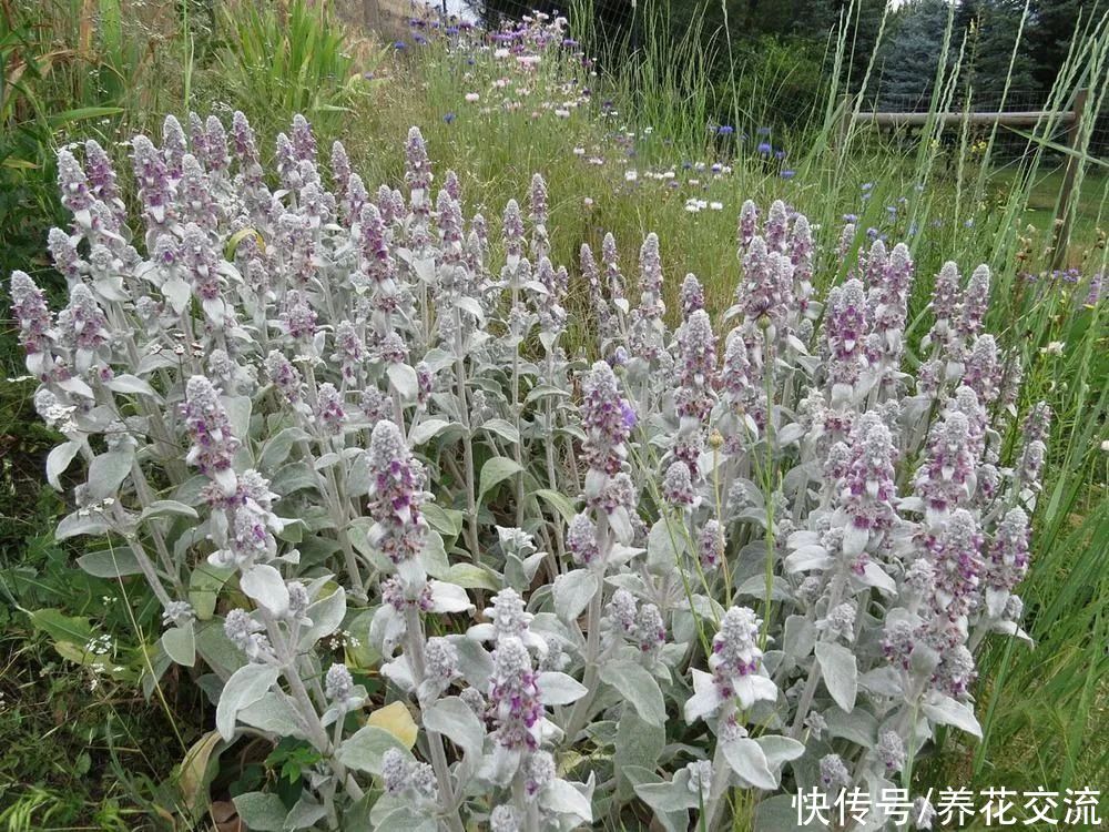 13种耐寒的盆栽花卉，零下20多度可存活，大部分南方也能种