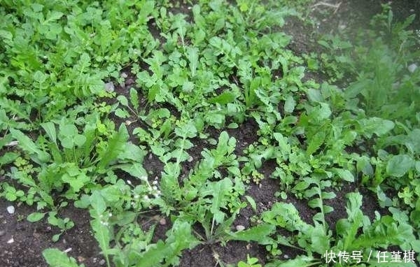 荠菜粥|农村这些野菜,降血压,抗癌,消炎退肿,怕生病就吃它!