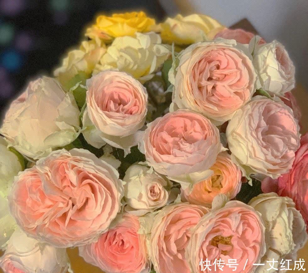 月季花|5月份养月季，一定要做好3件事，花朵硕大，开花不停