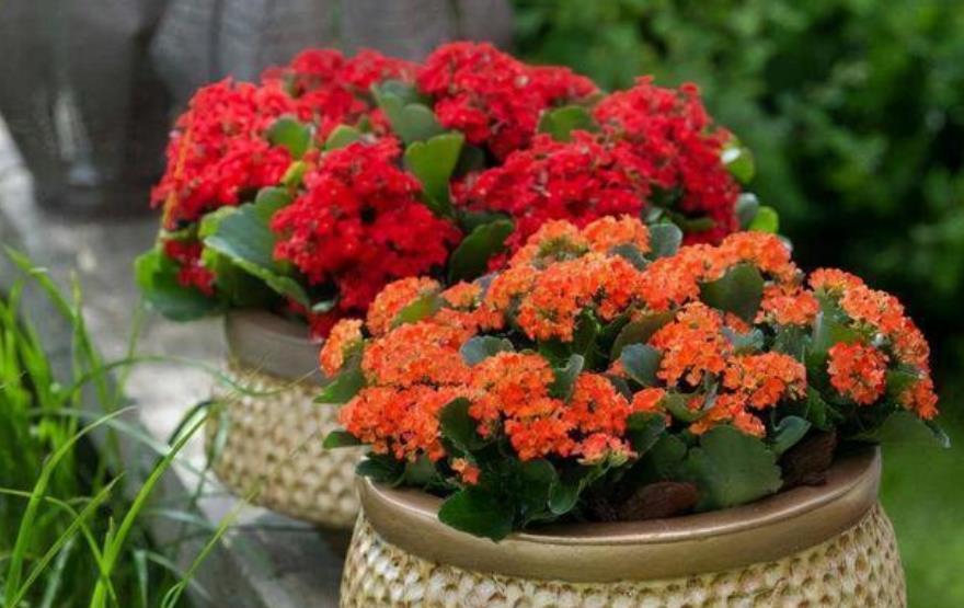 十月养长寿花,掌握4个要点,茎秆粗壮长势好,开花一茬接一茬