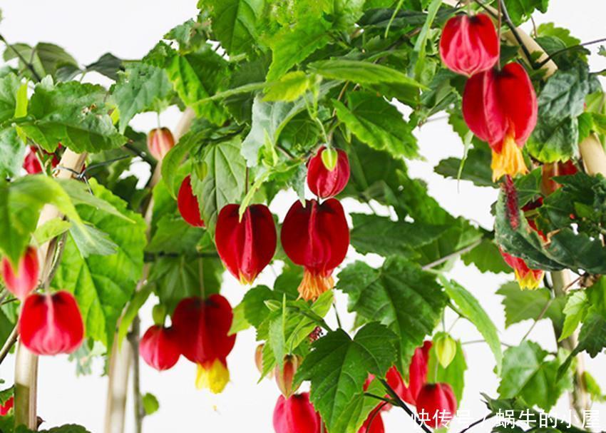 精美|五种精美超凡,颜值出众的花卉,谁都想应有,真正的花叶俱美