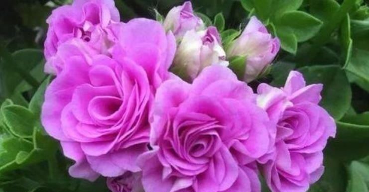 4种花养家里,美成了花园,漂亮好养,开花多,养家里太棒了