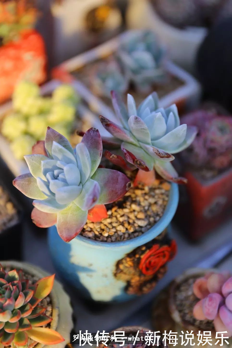 多肉植物|五月份多肉植物养护好好把握多肉入夏前的生长旺季!