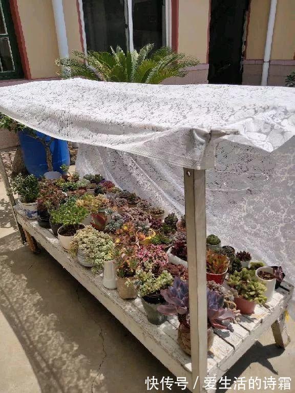 肉友|天一热,别管多肉徒不徒长了,能活下来就不容易!