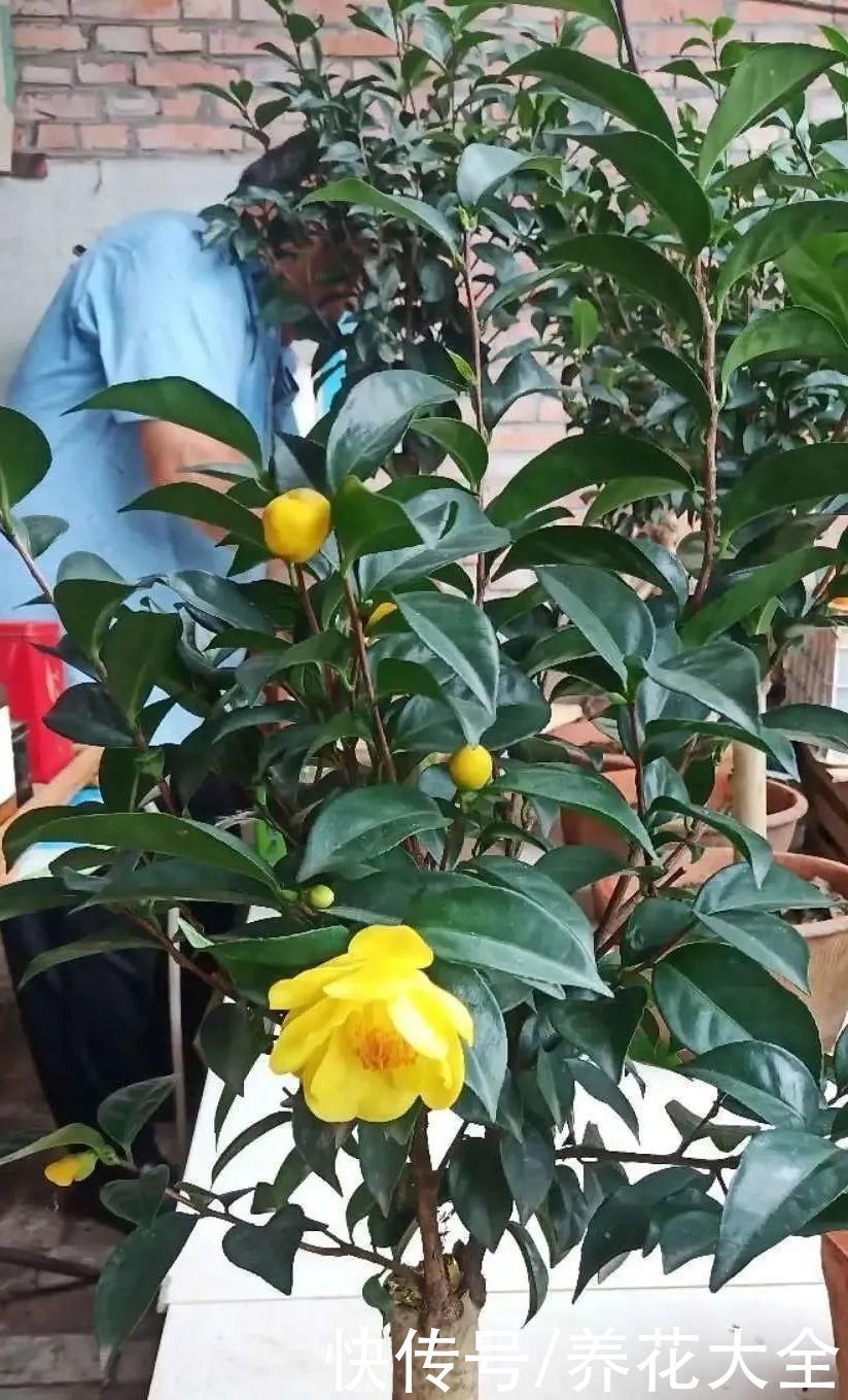 贵花|8种贵花,一盆好几百,有钱了一定要买一盆