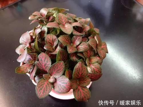 想让卫生间增添绿意,选择这些植物准没错!