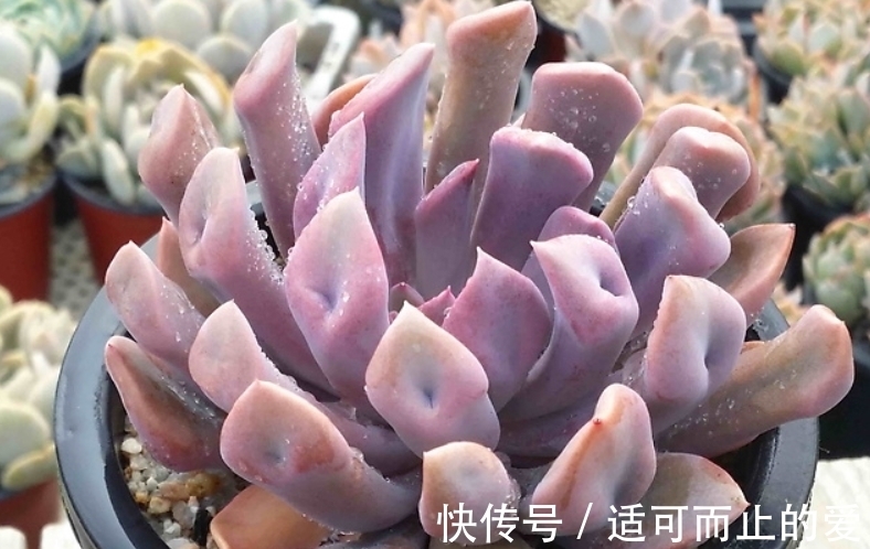 以爱神丘比特为名的多肉,不仅非常好养,养好了叶片还会变成心形