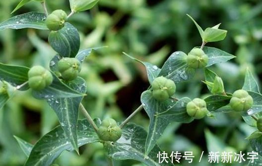 药用价值|农村价值千金的“野南瓜”随处可见,医学者视为珍宝,能治顽癣