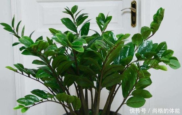 “3种花”摆客厅,大气、上档次,叶片油绿,空气清新,你养了吗!