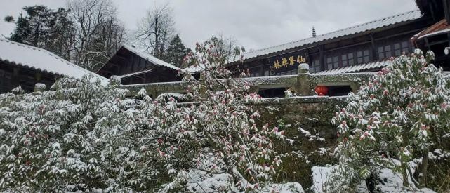 情怀|只下了一场雪，峨眉山又多了这些名场面