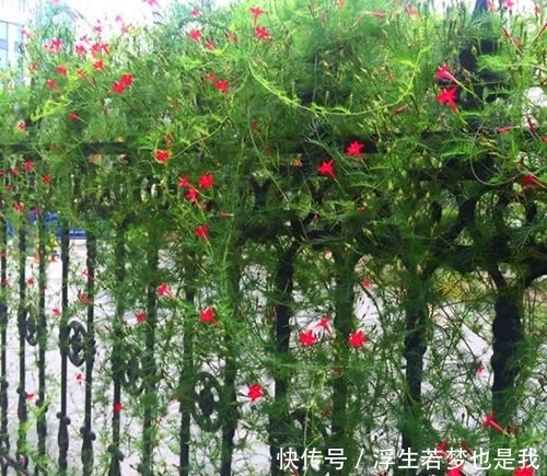 牵牛花|有院子可养“4种”皮实耐热的花,自播能力强,开成一片浪漫花海