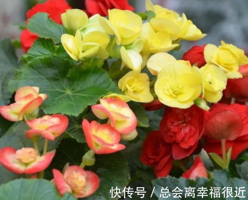 “4种花”养家里,全年开花不断,阳台变成“小花园”!