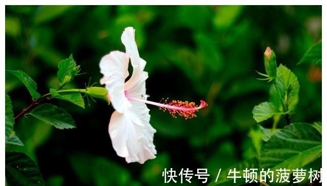 生肖狗|下周，红鸾星动桃花盛开，爱情甜蜜的4大生肖，余生幸福