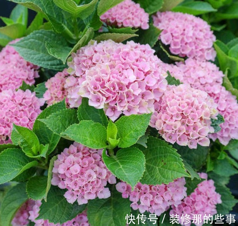 4种花自带财运,好养易活不招虫,一点散光就能蹭蹭长