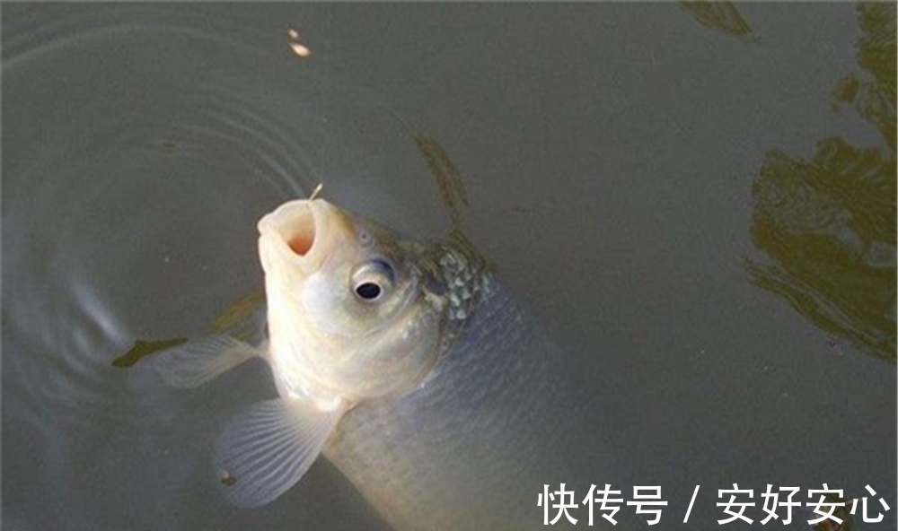 冬季钓鱼,核心技巧只有两招,牢记这2招,天气多冷也能钓爆护