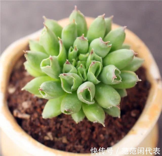 红稚莲|喜欢养多肉?推荐20种适合夏季入手的多肉植物