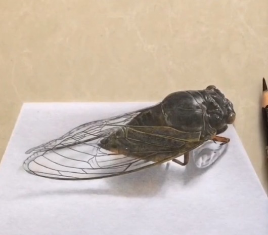 手绘!美术生手绘知了,成品很有料,而画纸裁剪后:抓住,不然飞走了