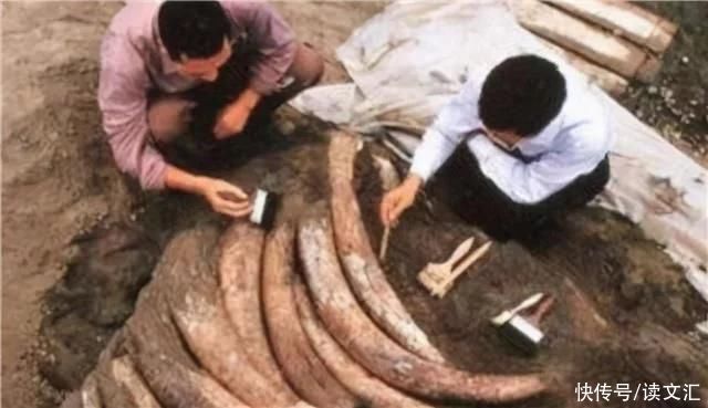  挖到|四川金沙遗址挖出千根象牙，刚挖到一半，专家大喊:埋回去，快撤