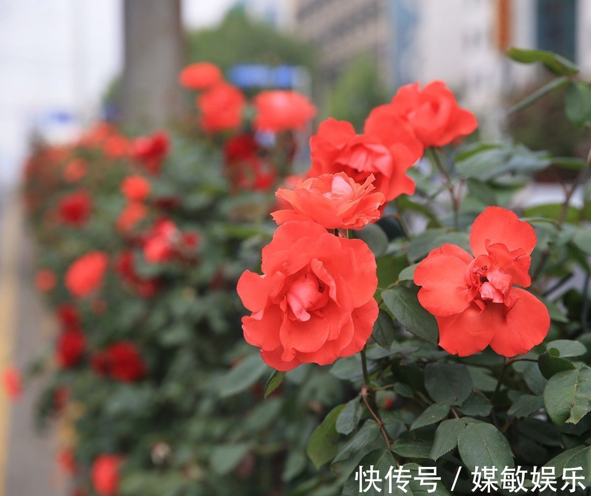 月季花的花苞多而担心开不了花3点养护月季开花大而不掉花苞