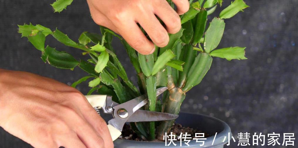 新芽|5种漂亮花,现在赶紧剪几刀,新叶新芽一起长,花朵轻松开满枝