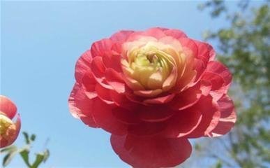 这花“便宜”又好养,给点光就“爆盆”,开花100天,像牡丹玫