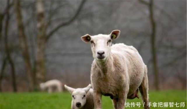 十羊九不全,一全坐殿堂究竟是什么意思呢?