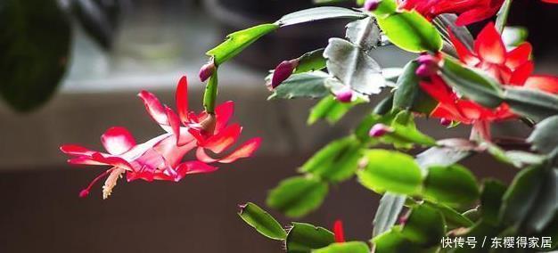 茎叶|蟹爪兰又名锦上添花,有很高的园艺观赏价值,那她的花语是啥