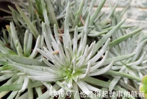 泥炭土|爱杜丽丝是仙女杯属的经典多肉，不但好养且养成老桩后充满沧桑感