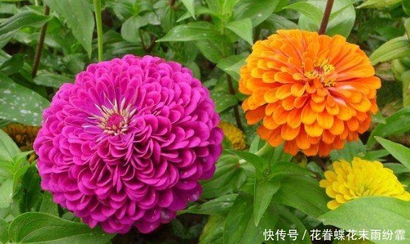 此款花卉便宜又好养,花姿妖艳,养一盆繁花似锦,花香清香怡人