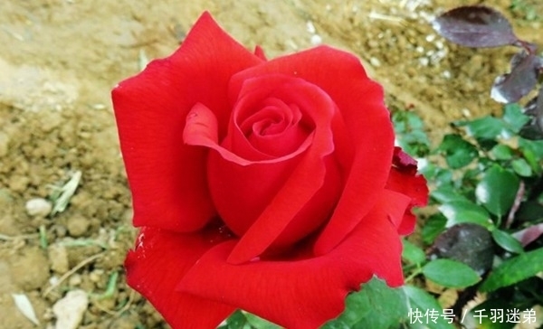 关键|婆婆养月季只选一种,好养抗性强,关键“爱”开花,比养欧月实在