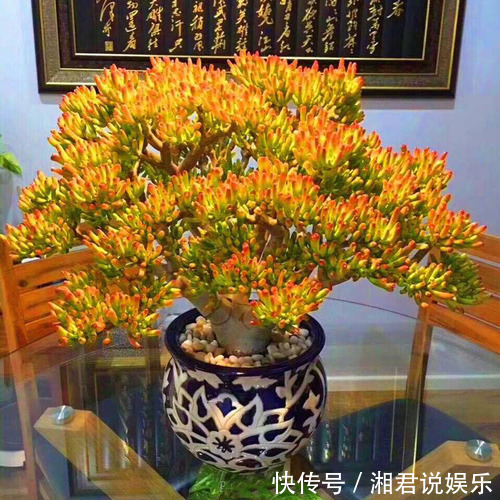 叶子肥|8种“吉祥花”,客厅养一盆,高贵又大气,养人又“旺家”