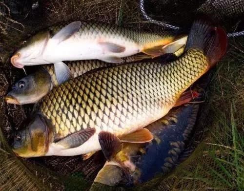 酱油|蒸鱼时，有人放盐也有人放酱油，酒店大厨：都错了！难怪鱼肉不鲜