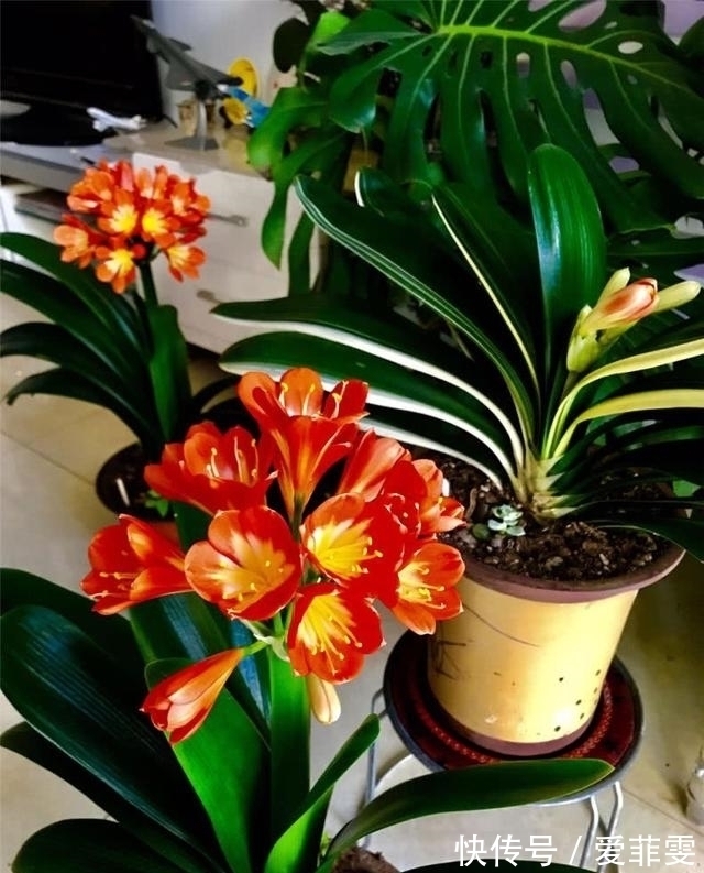 油渣|养护君子兰用些“大补肥”,不花钱,花卉也能长得“翠绿无比”
