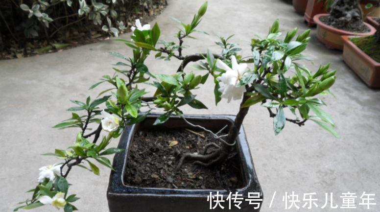 知道什么情况该换土,如何换土,才是养花人该具备的基本素质