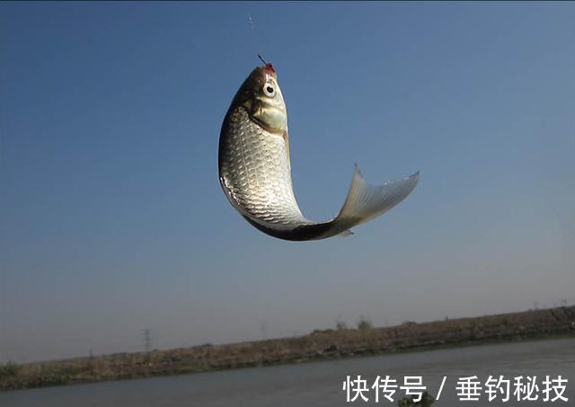 都说冬季鱼难钓?其实不然,是你没掌握诀窍,这样调整后照样上鱼