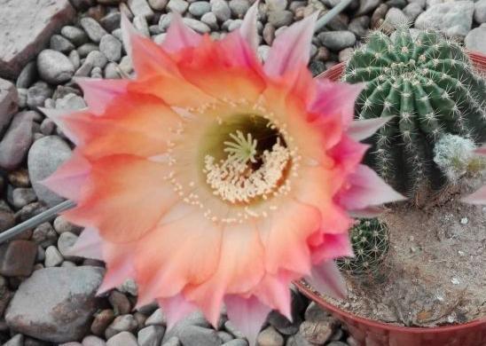 仙人球不怎么开花怎么办只要4招,不但多开花,还能不会烂根。