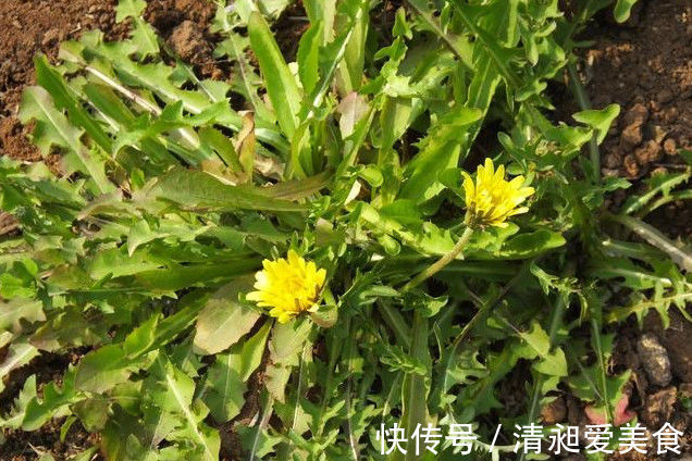 蒲公英|蒲公英泡水喝，药用价值大，那么很多人就会问：可以天天喝吗？