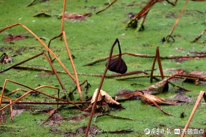 美景|绿萍残荷可入画，济南初冬的另类美景