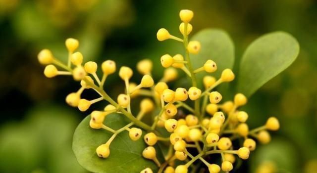 浇水|养好米兰花其实很简单,做好几点,不黄叶不掉叶,开花超多