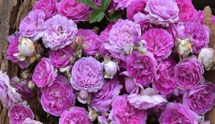 新手养花,不如养盆花中精品“玛姬婶婶”,花型精美,有枝就有花