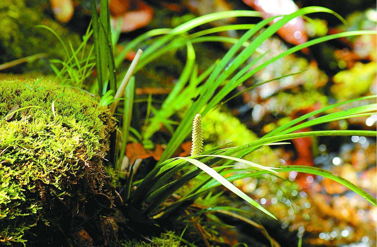 河边一种香草，专门长在石头上，它是有名的“穿骨七”30元一斤