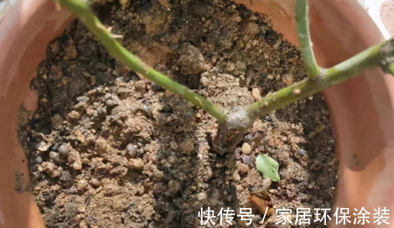 浇灌|不同程度的花土板结情况该怎么解决?