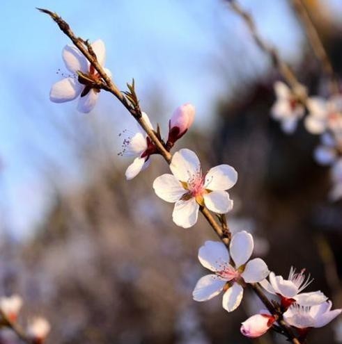 李后主|李后主背后的人生故事:问君能有几多愁?他的词放不下他这一生