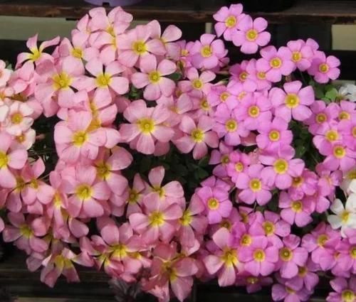 爆起|4种小花,花朵虽小,爆起盆来不含糊,跟着养护专家学起来吧