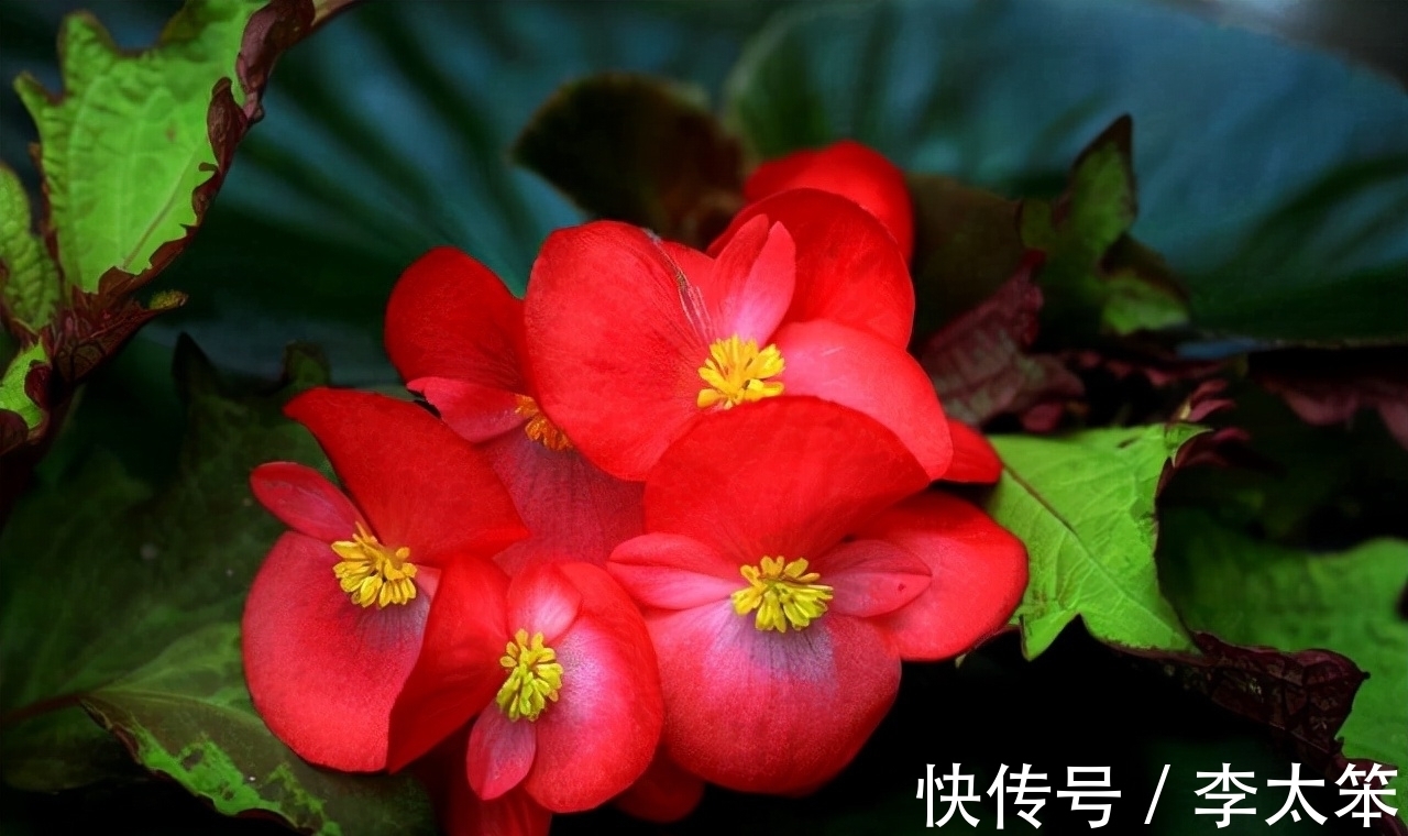 这13种花好养易活,花期还很长,喜欢的话,试着养一盆吧